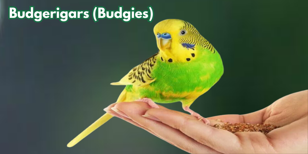 Budgerigars (Budgies)