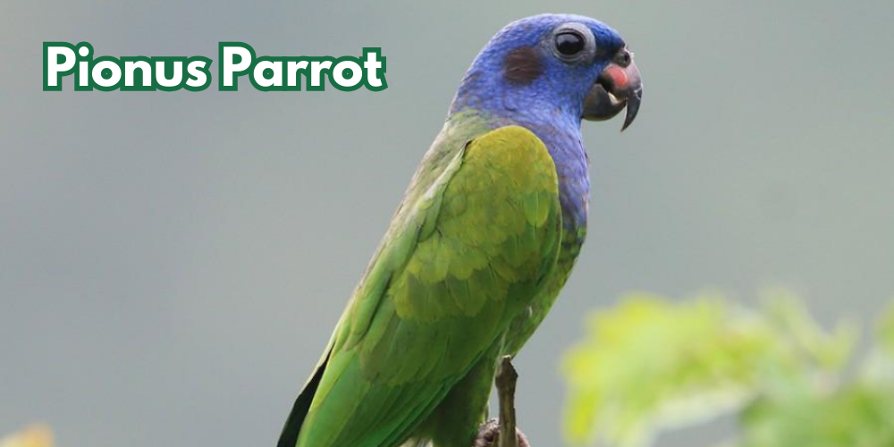 Pionus Parrot