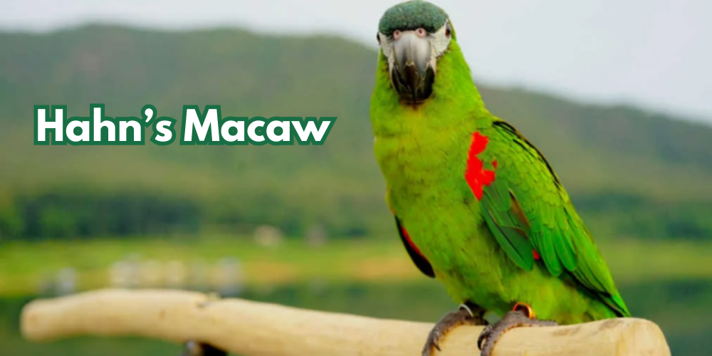 Hahn's Macaw