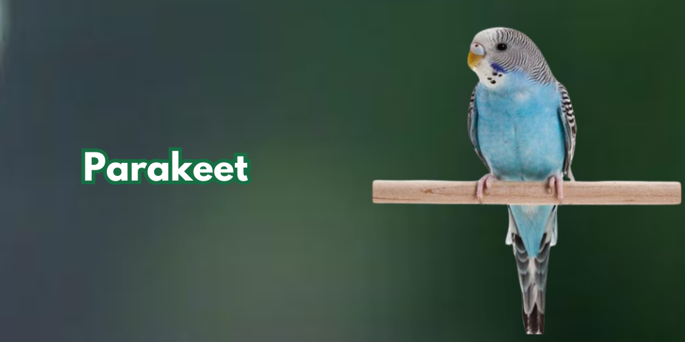 Parakeet