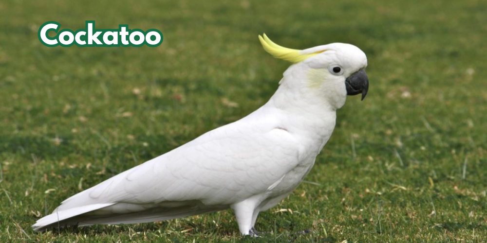 Cockatoo