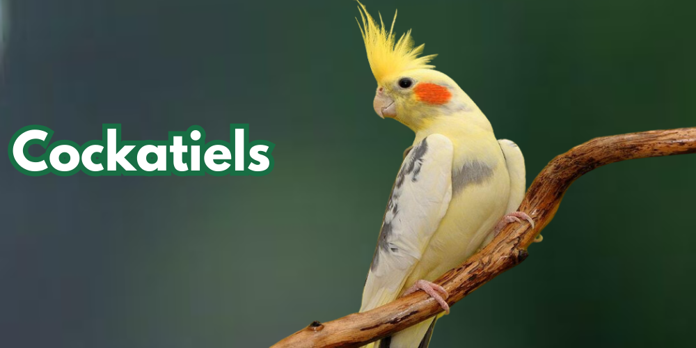 Cockatiels