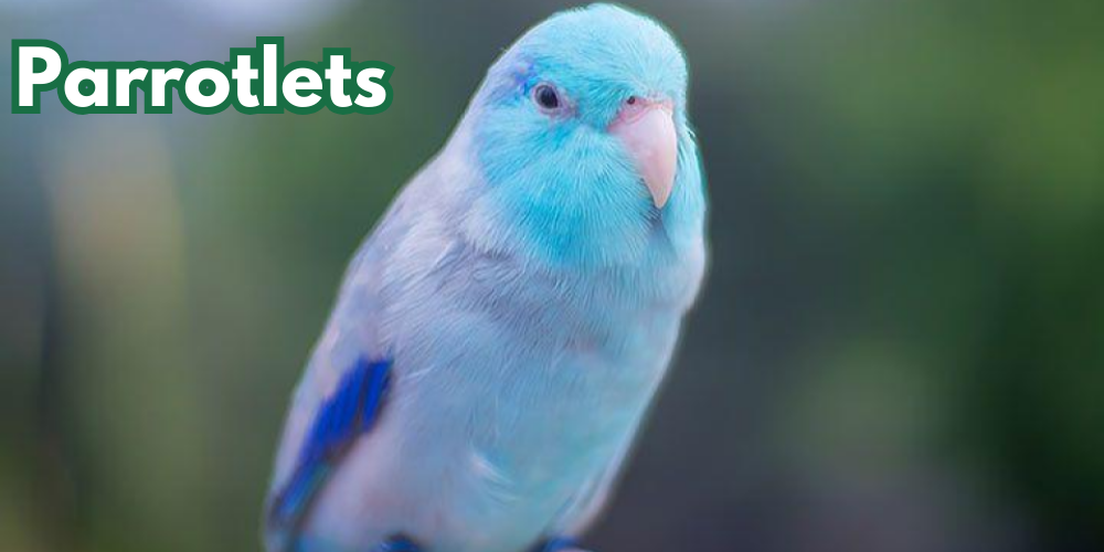 Parrotlets