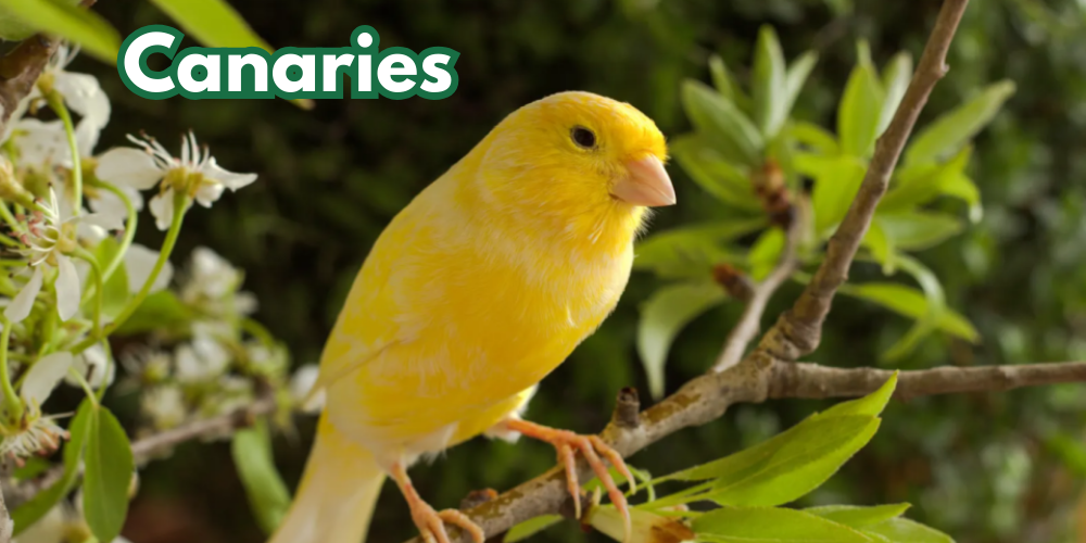 Canaries