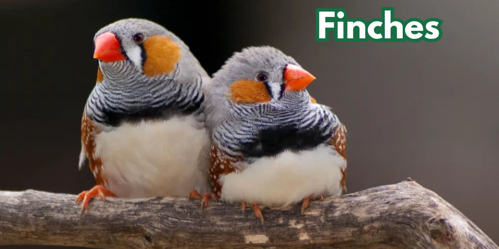 Finches