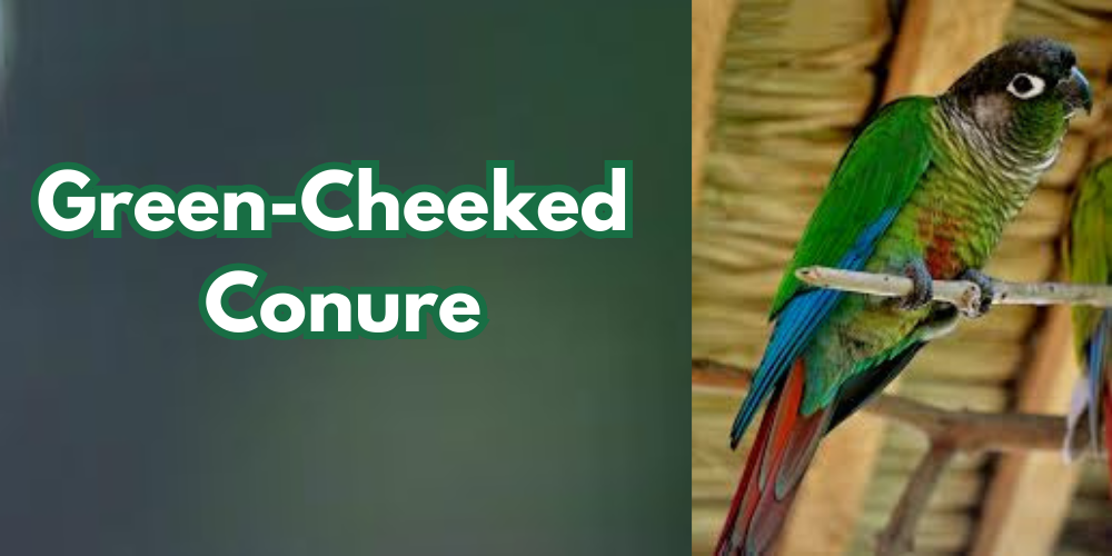 Green-Cheeked Conure