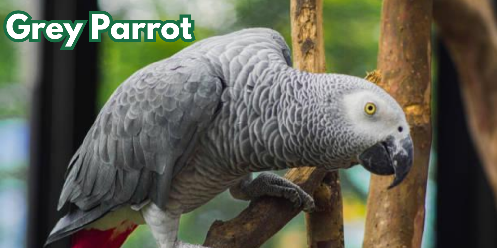 African Grey Parrot