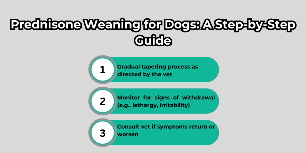 Dogs on Prednisone Weaning Your Dog Off Prednisone