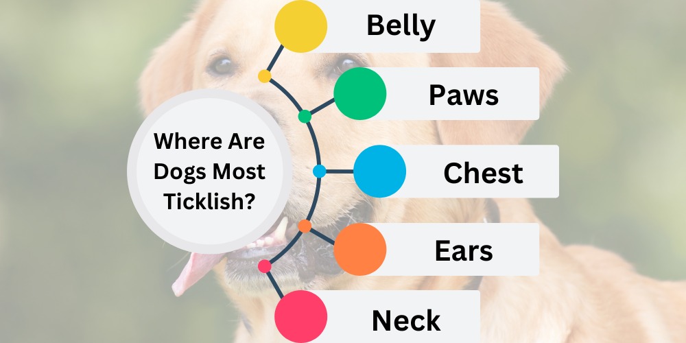 where are dog most ticklish