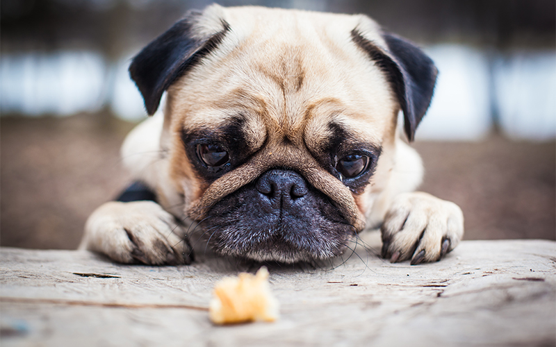 Pumpkin for Dog's Upset Stomach