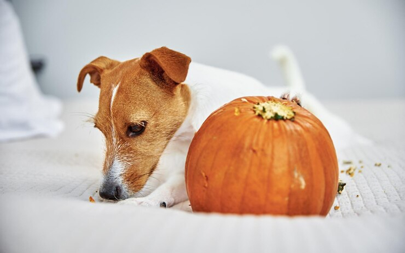 Pumpkin for Dogs