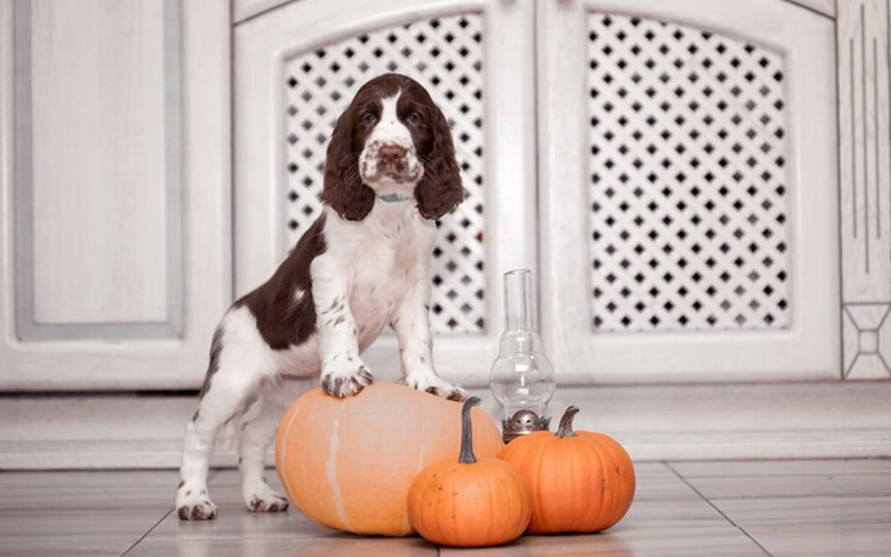 What is Pumpkin How Does Pumpkin Help Dogs with Upset Stomachs? Pumpkin for Dogs